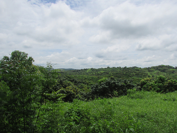 Cacao Landscape